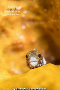 "My Orange, Orange Home"

A little blenny peers out fro... by Susannah H. Snowden-Smith 